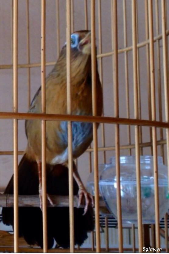 MI CHIẾN YÊN MINH | ĐỊA CHỈ BÁN CHIM HỌA MI TẠI HÀ GIANG MI CHIẾN YÊN MINH | ĐỊA CHỈ BÁN CHIM HỌA MI TẠI HÀ GIANG