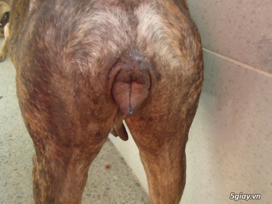 Chó phú quốc đực vàng lưỡi đen  và đực vện 12 tháng tuổi. - 1