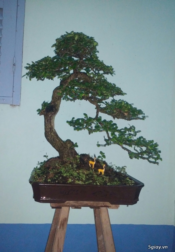 Bán cây trà phúc kiến & cần thăng (kiểng bonsai)