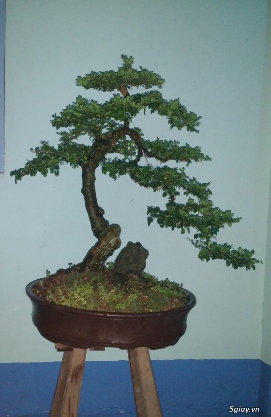 Bán cây trà phúc kiến & cần thăng (kiểng bonsai) - 1