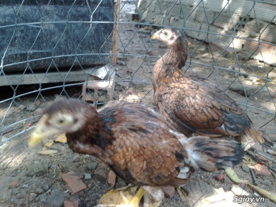bán gà mái tre asil 4 tháng - 3