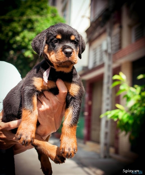 Rottweiler baby 80 ngày - 1
