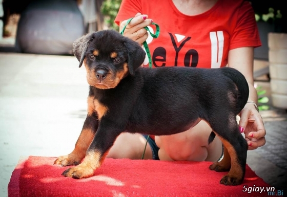 Rottweiler baby 80 ngày - 2
