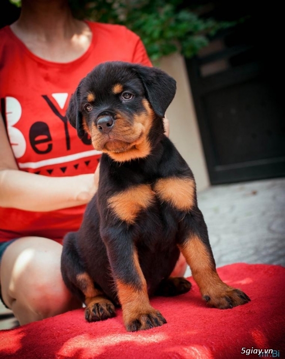 Rottweiler baby 80 ngày