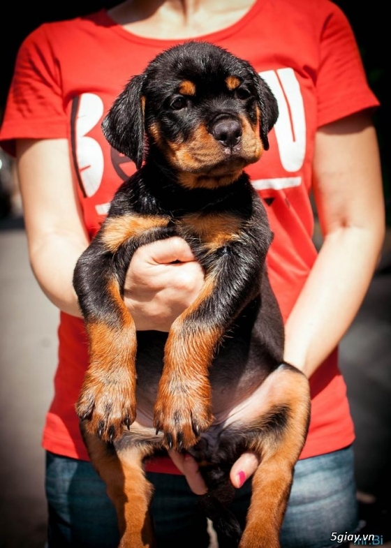 Rottweiler baby 80 ngày - 3