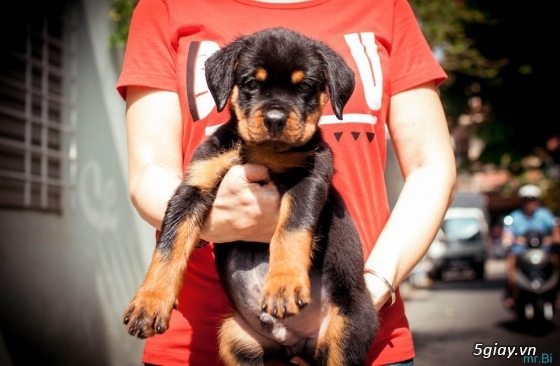 Rottweiler baby 80 ngày - 4