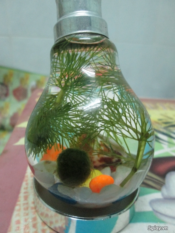 tảo Marimo ,Thú cưng may mắn từ Nhật đã có tại Việt Nam , thích hợp làm quà tặng - 13