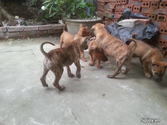 Nam Định - Bán chó Phú Quốc Vện - 4
