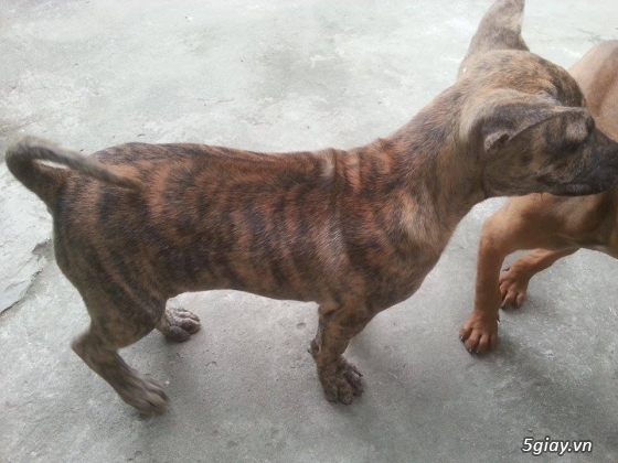 Nam Định - Bán chó Phú Quốc Vện