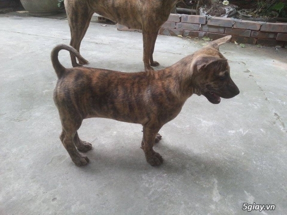 Nam Định - Bán chó Phú Quốc Vện - 2