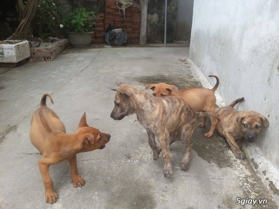 Nam Định - Bán chó Phú Quốc Vện - 3