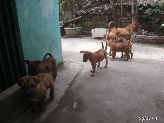 Nam Định - Bán chó Phú Quốc Vện - 1