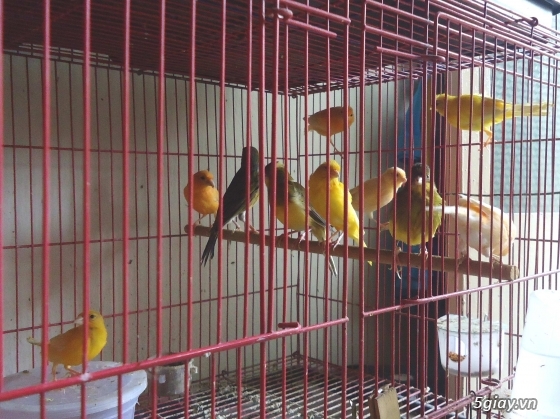 Chim Hoàng Yến, Thanh Yến hót căng - 4