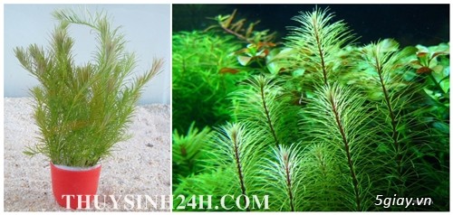 THỦY SINH 24H - Chuyên cung cấp SỈ & LẺ Cây & Rêu Thủy sinh - Thiết kế Hồ Thủy Sinh - 50
