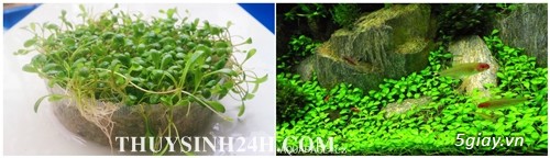 THỦY SINH 24H - Chuyên cung cấp SỈ & LẺ Cây & Rêu Thủy sinh - Thiết kế Hồ Thủy Sinh - 20