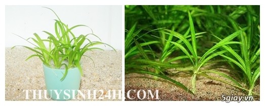 THỦY SINH 24H - Chuyên cung cấp SỈ & LẺ Cây & Rêu Thủy sinh - Thiết kế Hồ Thủy Sinh - 29