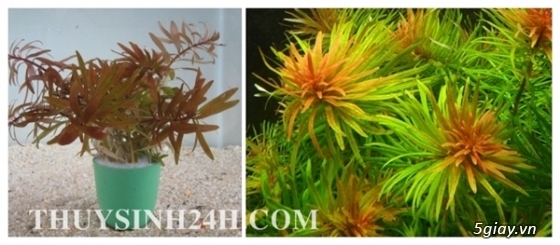 THỦY SINH 24H - Chuyên cung cấp SỈ & LẺ Cây & Rêu Thủy sinh - Thiết kế Hồ Thủy Sinh - 47