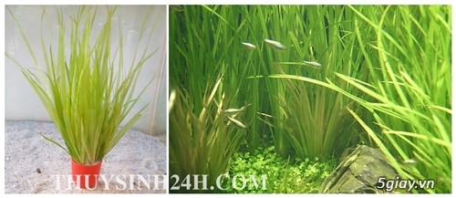 THỦY SINH 24H - Chuyên cung cấp SỈ & LẺ Cây & Rêu Thủy sinh - Thiết kế Hồ Thủy Sinh