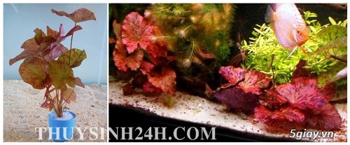 THỦY SINH 24H - Chuyên cung cấp SỈ & LẺ Cây & Rêu Thủy sinh - Thiết kế Hồ Thủy Sinh - 25