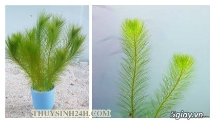 THỦY SINH 24H - Chuyên cung cấp SỈ & LẺ Cây & Rêu Thủy sinh - Thiết kế Hồ Thủy Sinh - 15