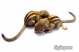 Bán sóc đất - sóc bông baby - chuột hamster các loại - 2