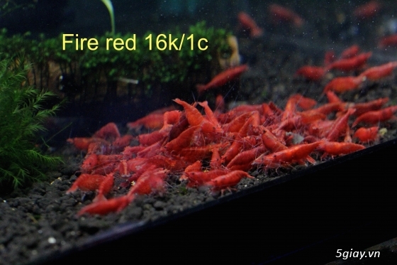 Bán tép kiểng cho hồ thuỷ sinh ( mua 10 tặng 1) - 1