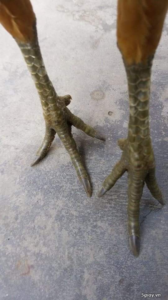 Tre Phi 9 Lạng - 2