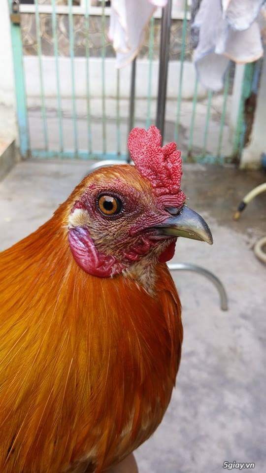 Tre Phi 9 Lạng - 1