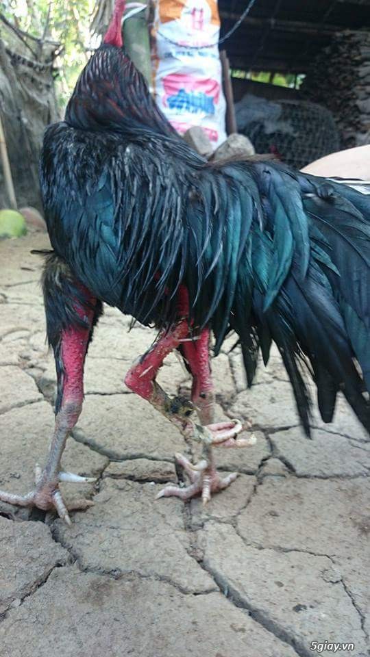 gà 3 chân 2 lổ đít cực hiếm