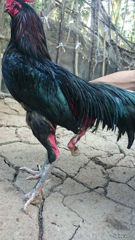 gà 3 chân 2 lổ đít cực hiếm - 1