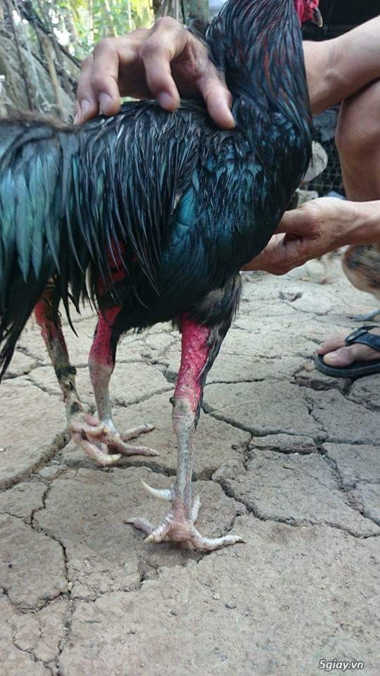 gà 3 chân 2 lổ đít cực hiếm - 3