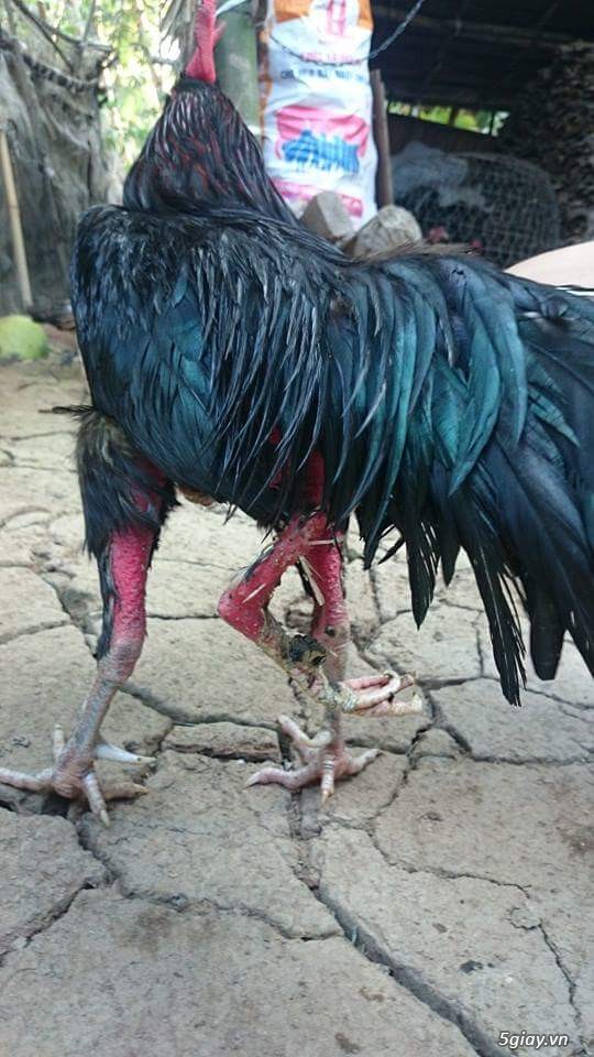 gà 3 chân 2 lổ đít cực hiếm - 2