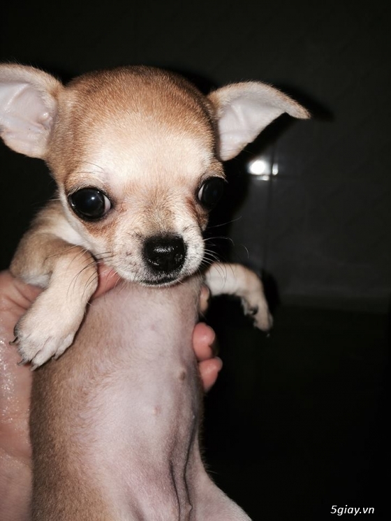 - HCM - Bán 2 pé ''Chihuahua'' siêu cute giá 4tr/1 pé ... - 7