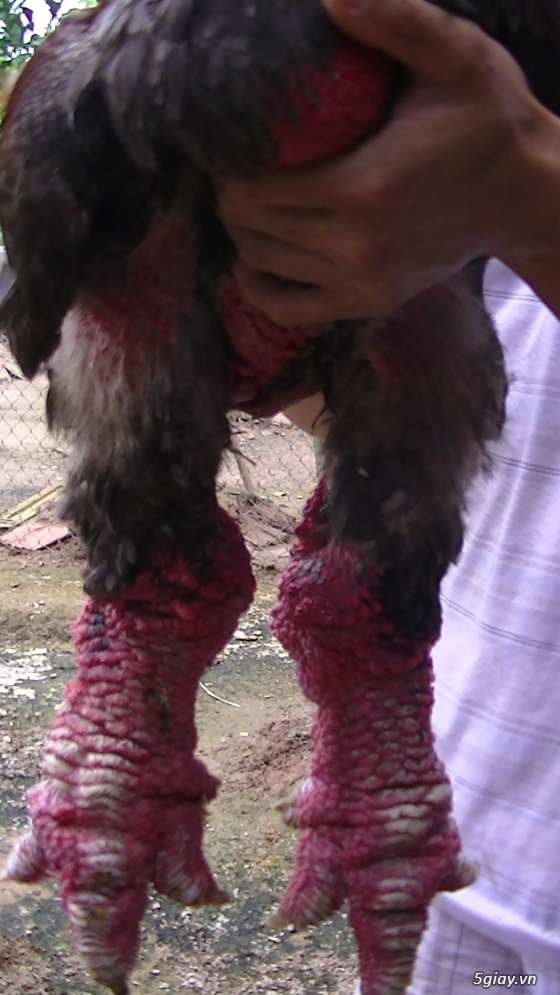 Gà Đông Tảo THUẦN CHỦNG