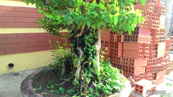 Bán kiểng bonsai: Nguyệt quế, Bông giấy, Mai chiếu thuỷ - 8