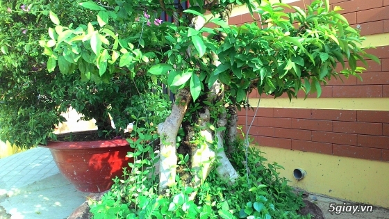 Bán kiểng bonsai: Nguyệt quế, Bông giấy, Mai chiếu thuỷ - 6
