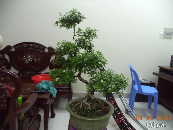 Bán kiểng bonsai: Nguyệt quế, Bông giấy, Mai chiếu thuỷ