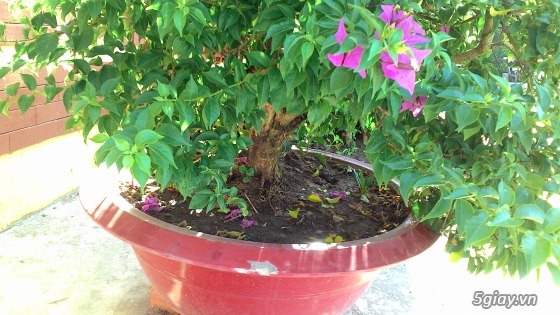 Bán kiểng bonsai: Nguyệt quế, Bông giấy, Mai chiếu thuỷ - 3
