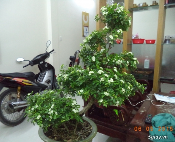 Bán kiểng bonsai: Nguyệt quế, Bông giấy, Mai chiếu thuỷ - 2