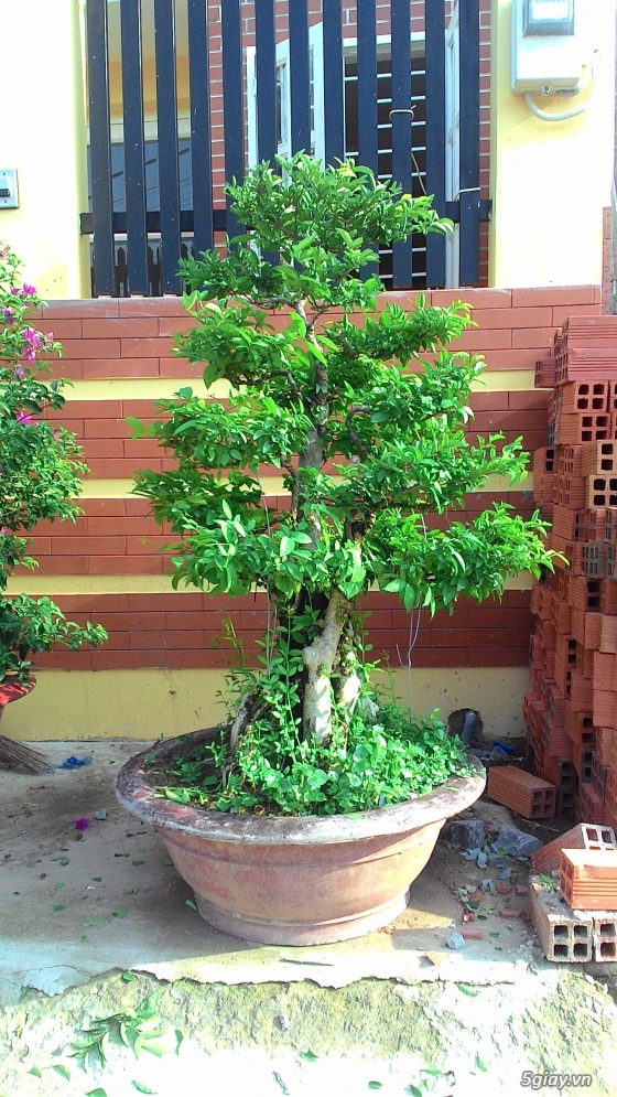 Bán kiểng bonsai: Nguyệt quế, Bông giấy, Mai chiếu thuỷ - 9