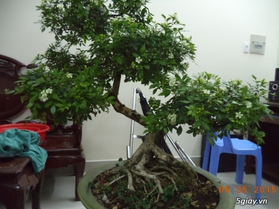 Bán kiểng bonsai: Nguyệt quế, Bông giấy, Mai chiếu thuỷ - 1