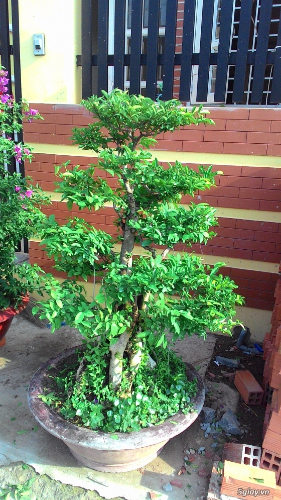 Bán kiểng bonsai: Nguyệt quế, Bông giấy, Mai chiếu thuỷ - 7
