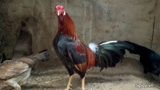 Q12 - Bán gà Mỹ, gà Peru, gà Mỹ lai, gà Peru lai - 1