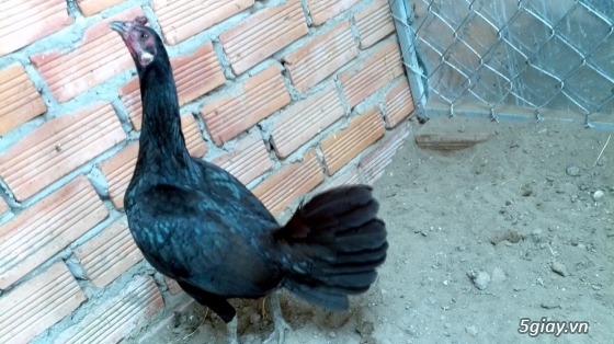 Q12 - Bán gà Mỹ, gà Peru, gà Mỹ lai, gà Peru lai - 7