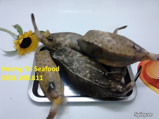 Hải sản Bình Ba Cam Ranh tươi sống, giá cả hợp lý, uy tín đảm bảo. - 7