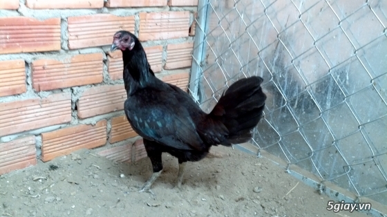Q12 - Bán gà Mỹ, gà Peru, gà Mỹ lai, gà Peru lai - 8