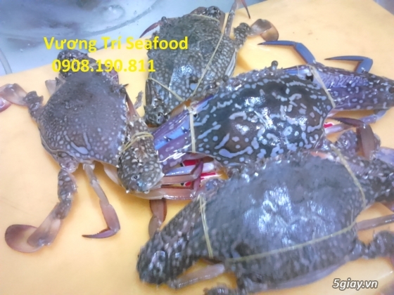 Hải sản Bình Ba Cam Ranh tươi sống, giá cả hợp lý, uy tín đảm bảo. - 10