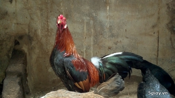 Q12 - Bán gà Mỹ, gà Peru, gà Mỹ lai, gà Peru lai