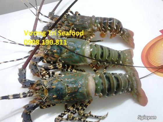 Hải sản Bình Ba Cam Ranh tươi sống, giá cả hợp lý, uy tín đảm bảo. - 11