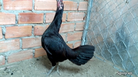 Q12 - Bán gà Mỹ, gà Peru, gà Mỹ lai, gà Peru lai - 6
